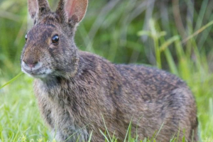 Swamp rabbit - жител на северна америка Swamp rabbit - жител на северна америка